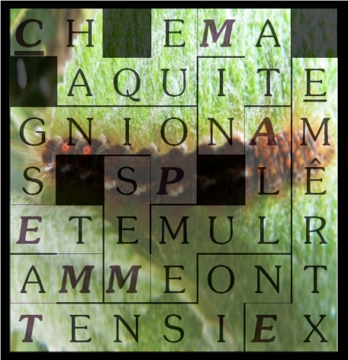 CHAQUE MATIN ALLUME-letcr1-exp