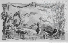 IL N Y A QUE DE BEAUX CUI-CUI-letexx