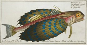 ELLE ÉTAIT ENCOMBRÉ D UN FATRAS-image2