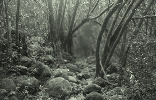 P23-IL SE DEMANDAIT-image1