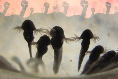 A15- COMME SEULS PEUVENT-image