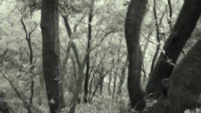 P01-ANTONIO TOUCHA LE CHÊNE-ima