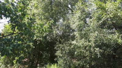 P07- QU’ EST - CE QUE ÇA SENT-ima1