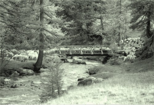 P23-LA CLOCHE DES TROUPEAUX-ima