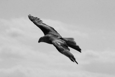 P24-ELLE REGARDAIT-ima